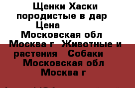 Щенки Хаски породистые в дар › Цена ­ 5 000 - Московская обл., Москва г. Животные и растения » Собаки   . Московская обл.,Москва г.